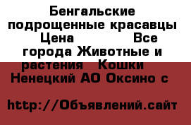 Бенгальские подрощенные красавцы. › Цена ­ 20 000 - Все города Животные и растения » Кошки   . Ненецкий АО,Оксино с.